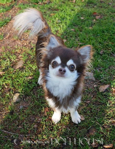 Publication : Dollhouse Auteur : Elevage Dollhouse