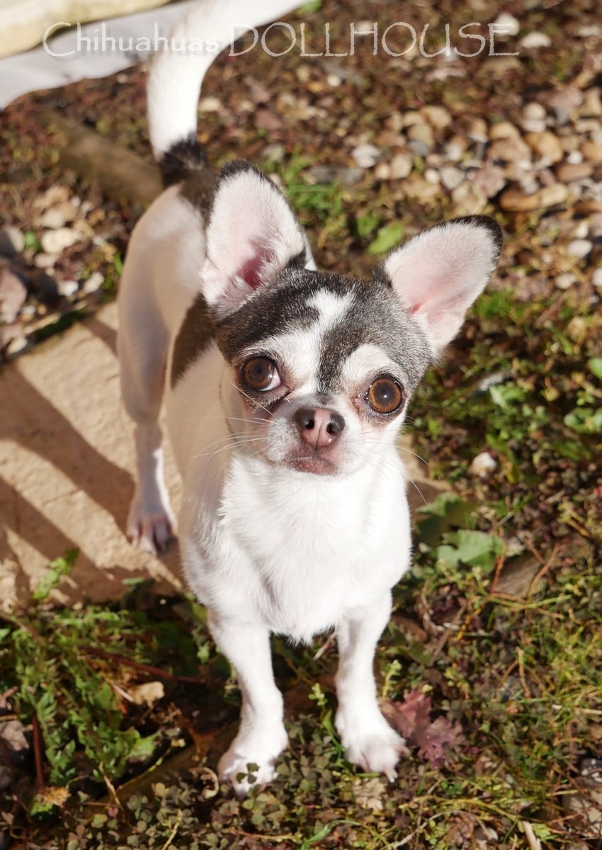 Valeska (Sans Affixe)