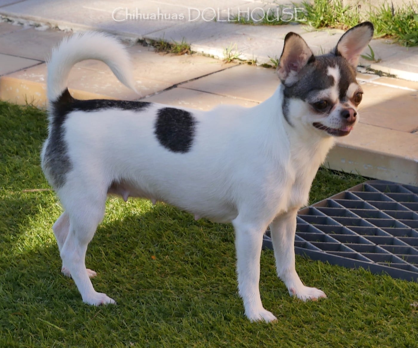 Valeska (Sans Affixe)