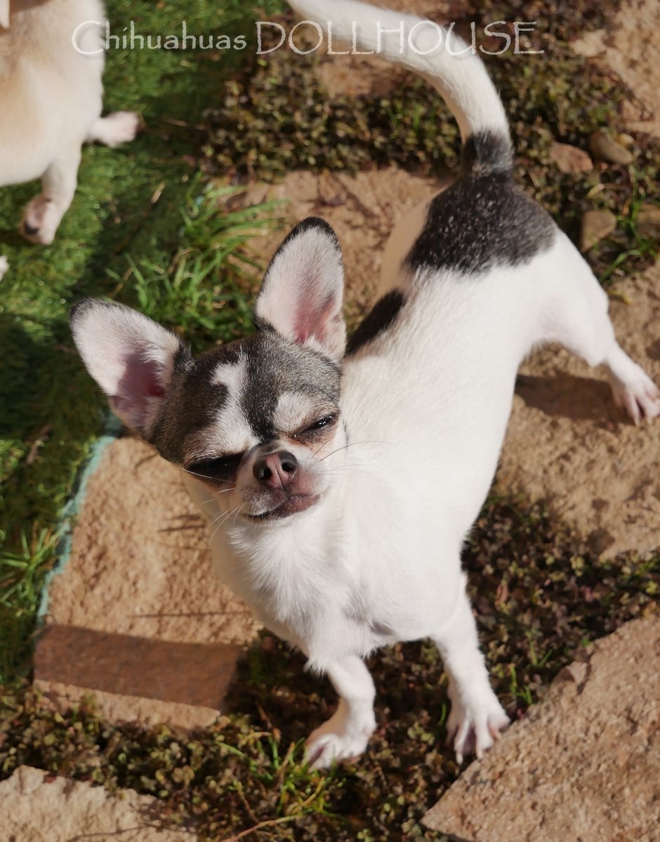 Valeska (Sans Affixe)