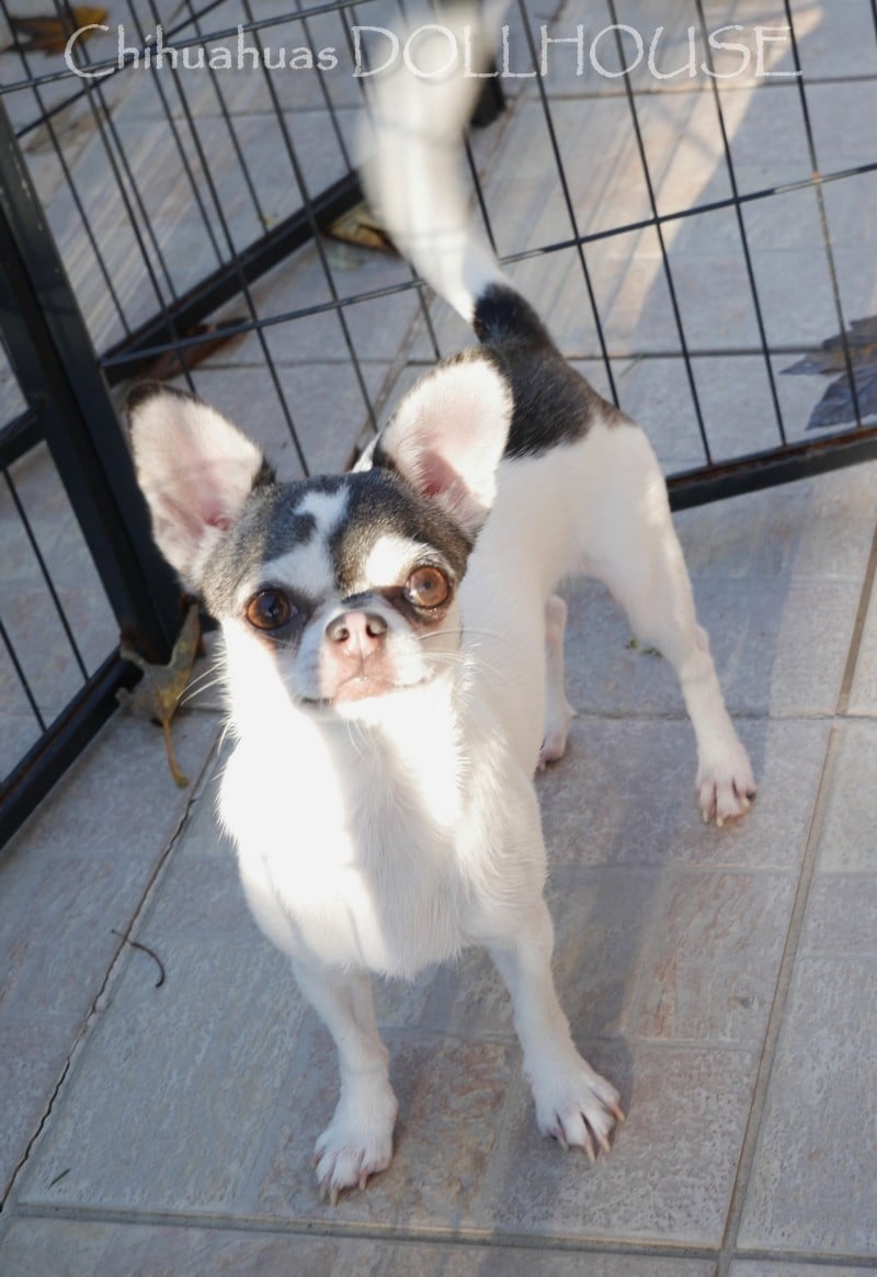 Valeska (Sans Affixe)