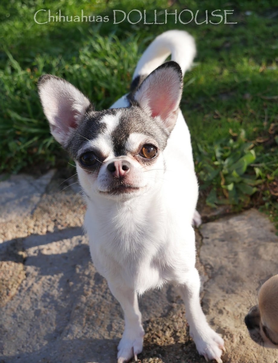 Valeska (Sans Affixe)