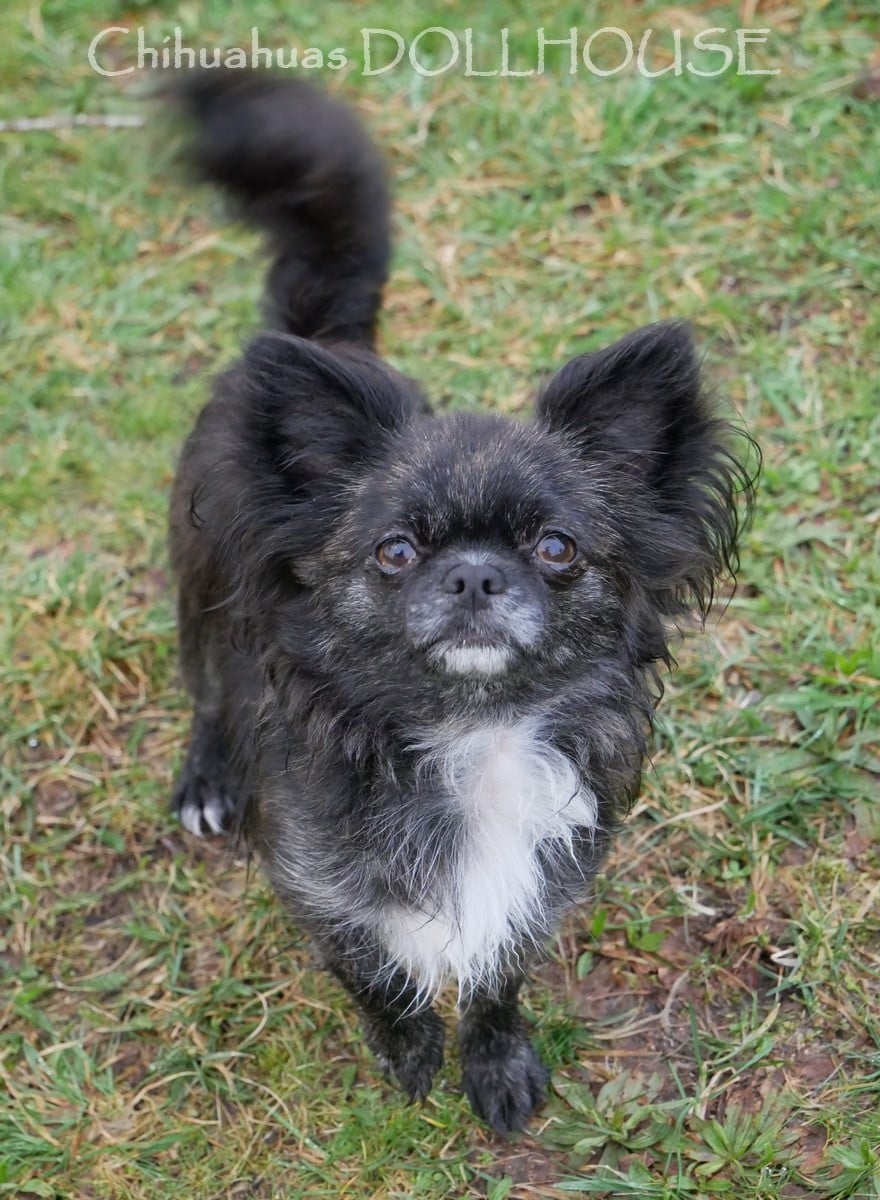 Publication : Dollhouse Auteur : Elevage DOLLHOUSE