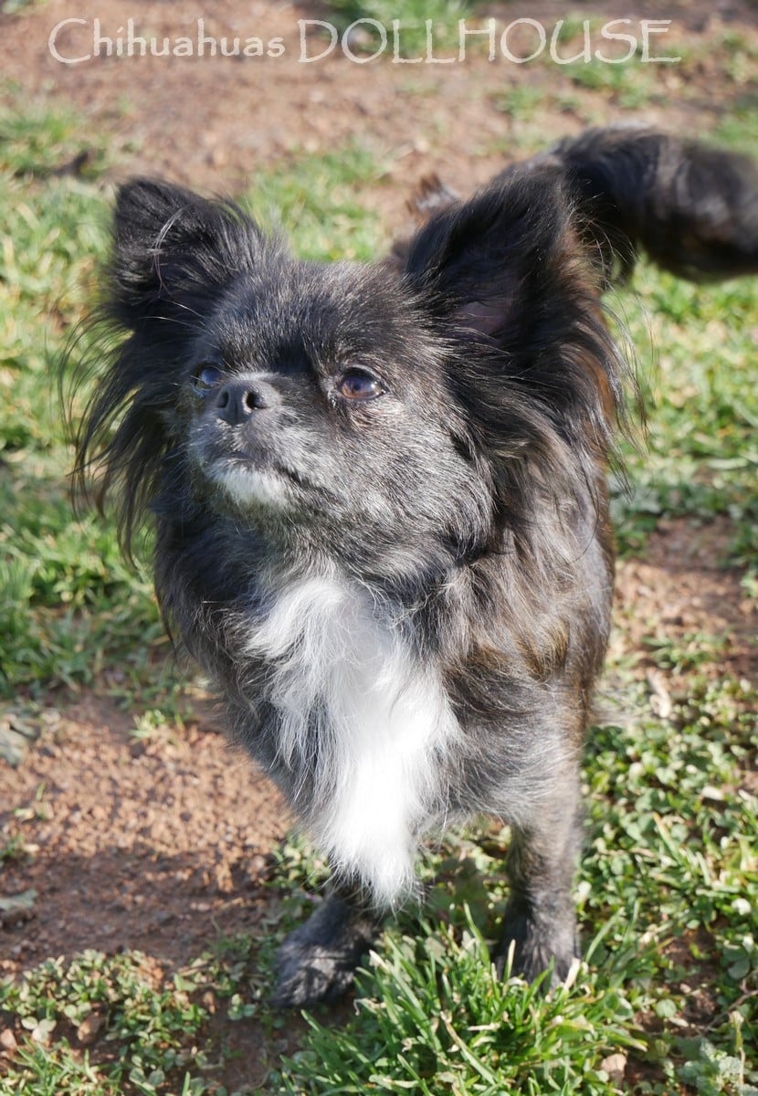 Publication : Dollhouse Auteur : Elevage DOLLHOUSE