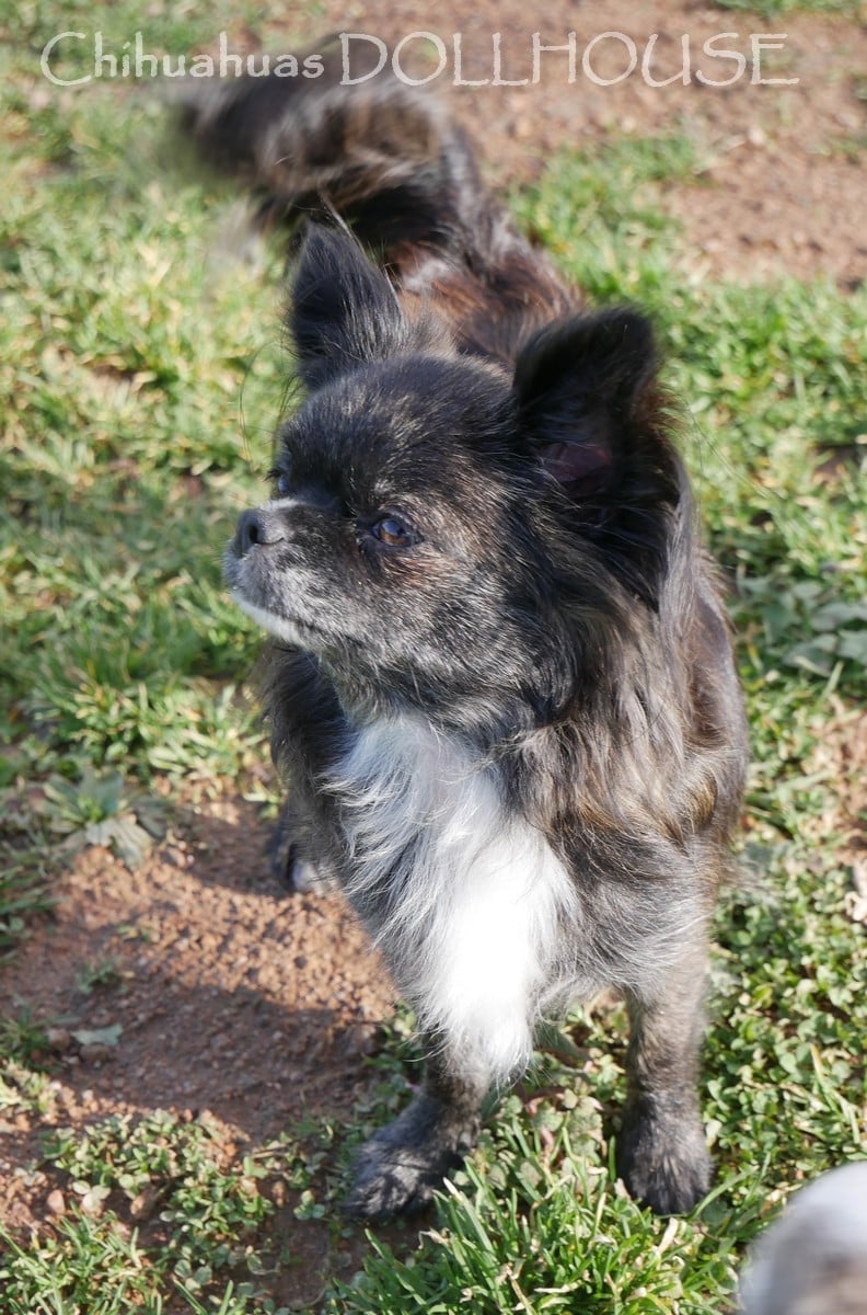 Publication : Dollhouse Auteur : Elevage DOLLHOUSE