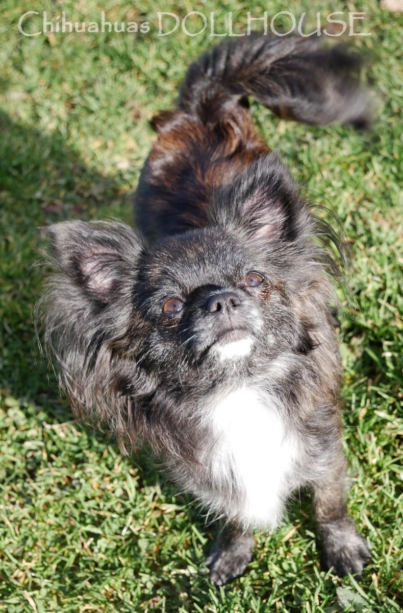 Publication : Dollhouse Auteur : Elevage DOLLHOUSE