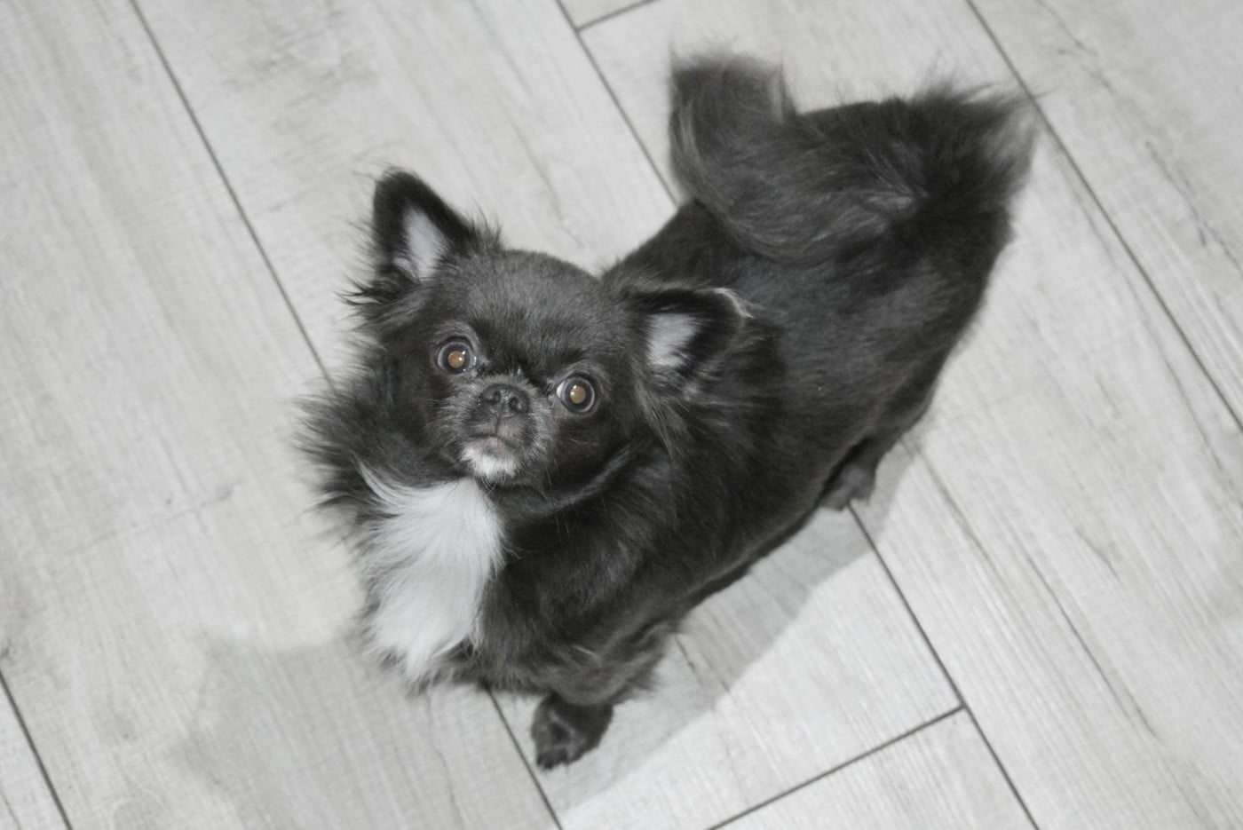 TAKARA-TAMARIS Lorancy (Valeska) (Sans Affixe)