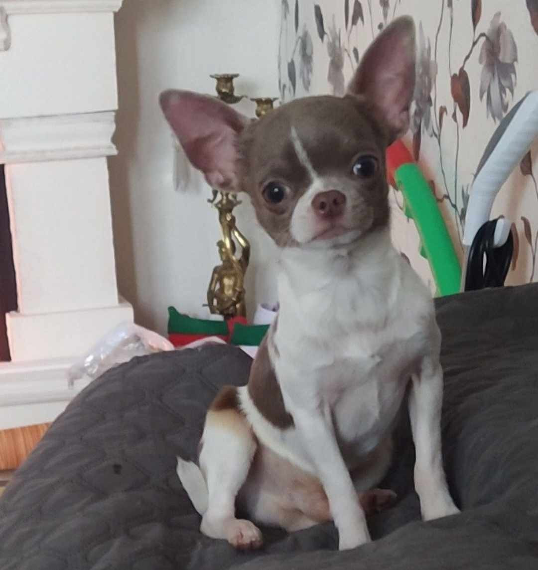 TAKARA-TAMARIS Lorancy (Valeska) (Sans Affixe)