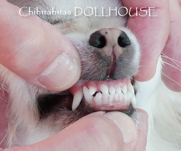 Publication : Dollhouse Auteur : Elevage DOLLHOUSE