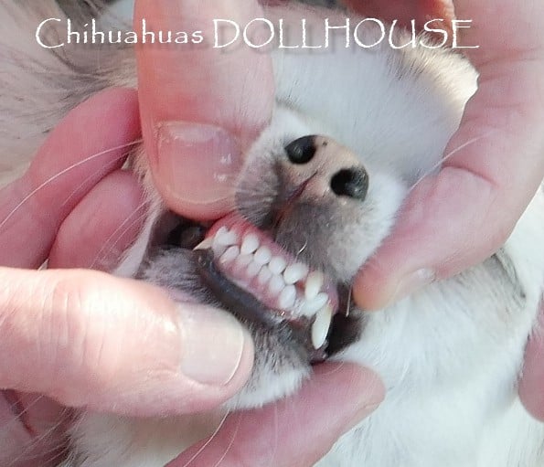 Publication : Dollhouse Auteur : Elevage DOLLHOUSE