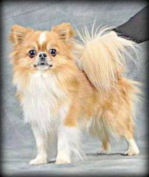 Publication : Dollhouse