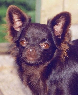 Publication : Dollhouse