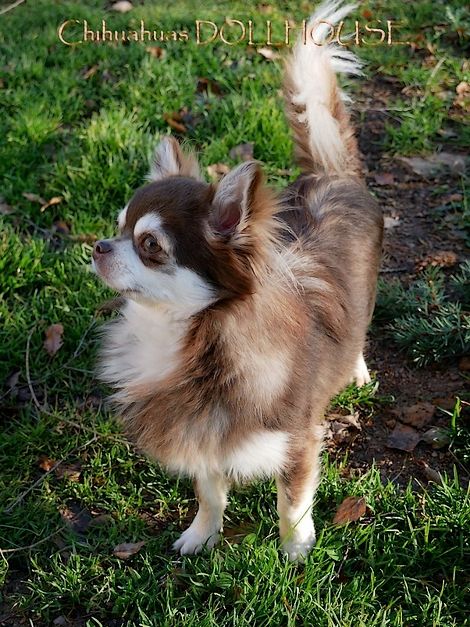 Publication : Dollhouse Auteur : Elevage Dollhouse