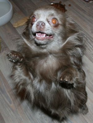 Publication : Dollhouse Auteur : Irina DIBROVA