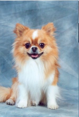 Publication : Dollhouse