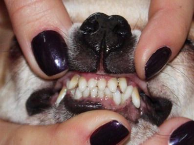 Publication : Dollhouse