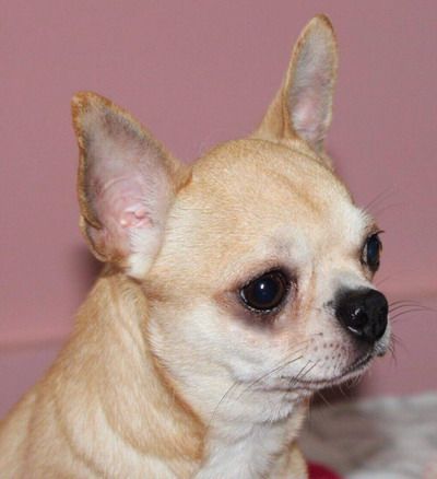 Publication : Dollhouse