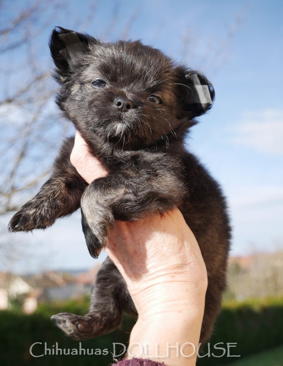 Femelle bringée poil long LOF