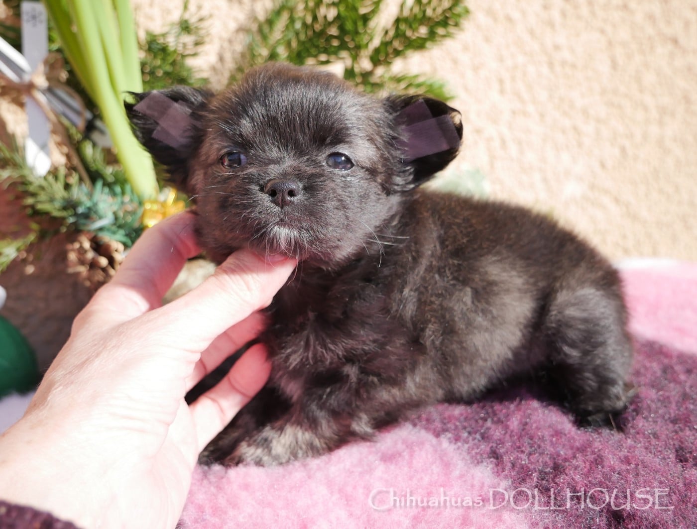 Femelle bringée poil long LOF