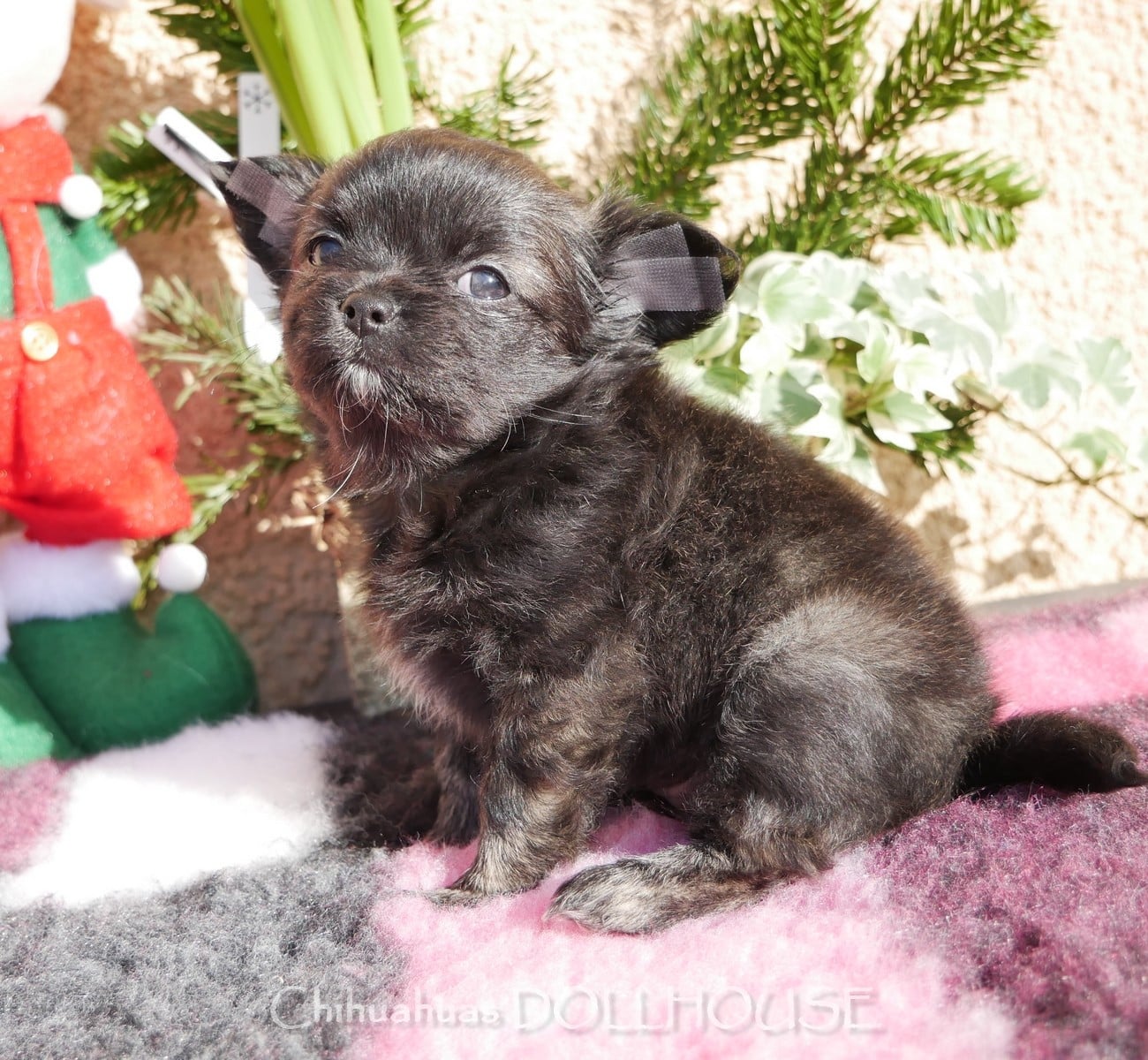 Femelle bringée poil long LOF