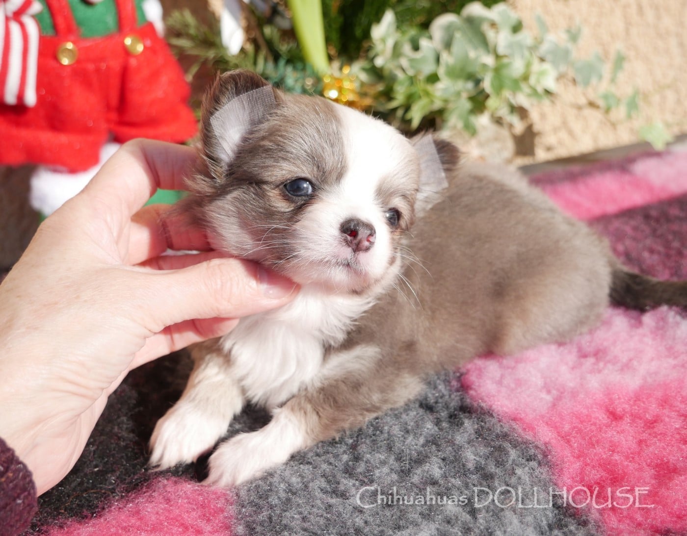 Femelle bleu fauve panachure blanche poil long LOF