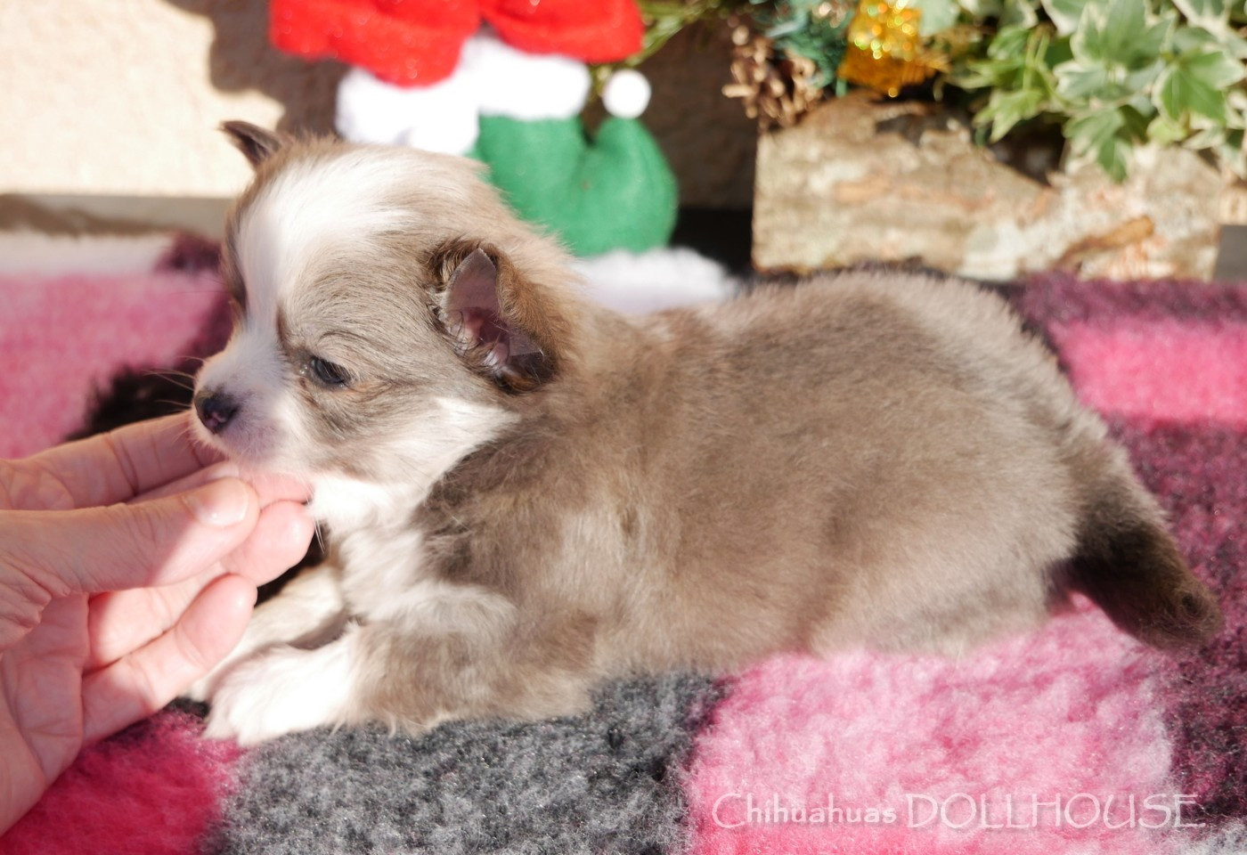 Femelle bleu fauve panachure blanche poil long LOF