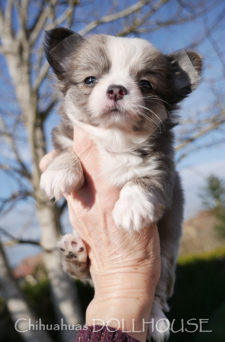 Femelle bleu fauve panachure blanche poil long LOF