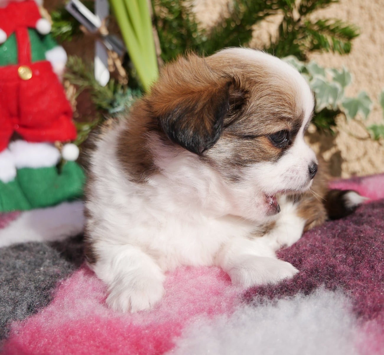 Mâle fauve panachure blanche poil long LOF