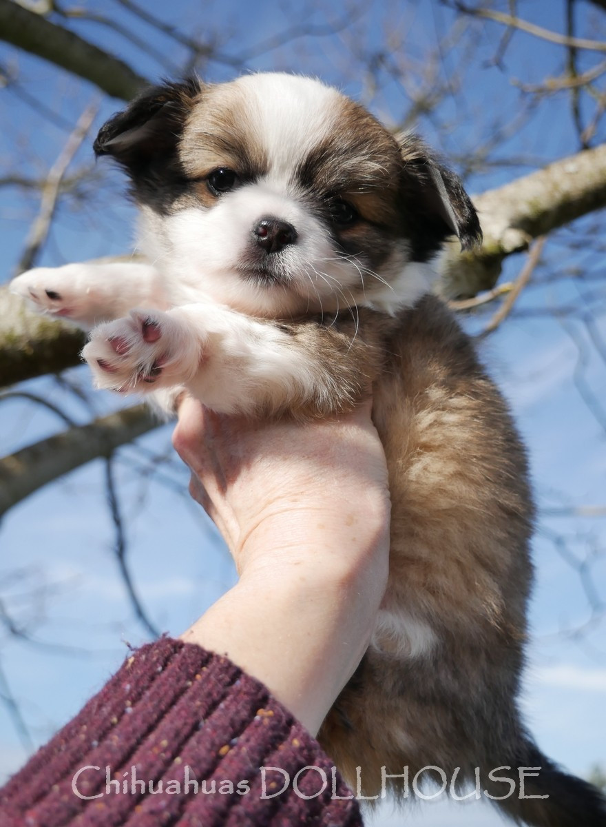 Mâle fauve panachure blanche poil long LOF