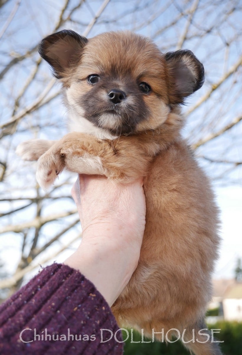 Mâle fauve uni poil long LOF