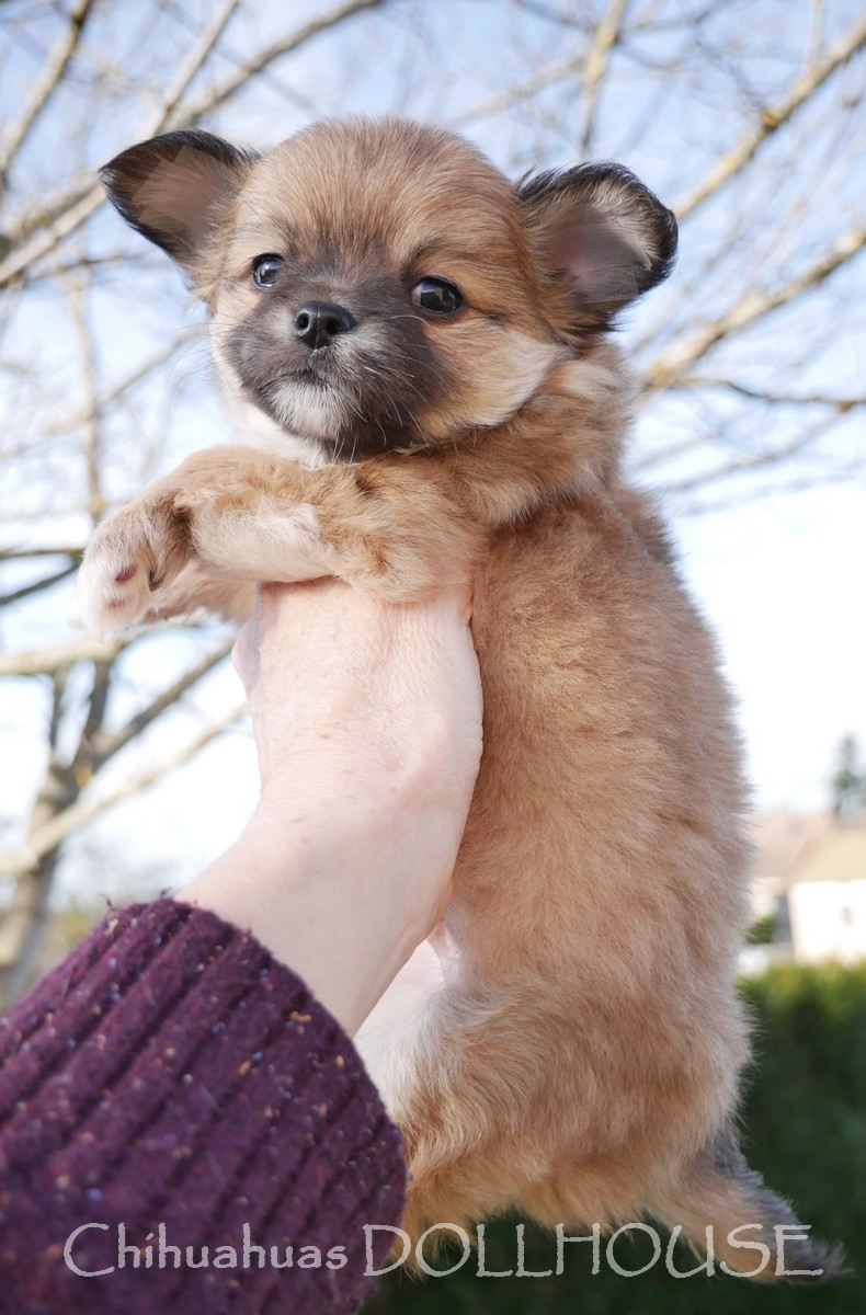 Mâle fauve uni poil long LOF