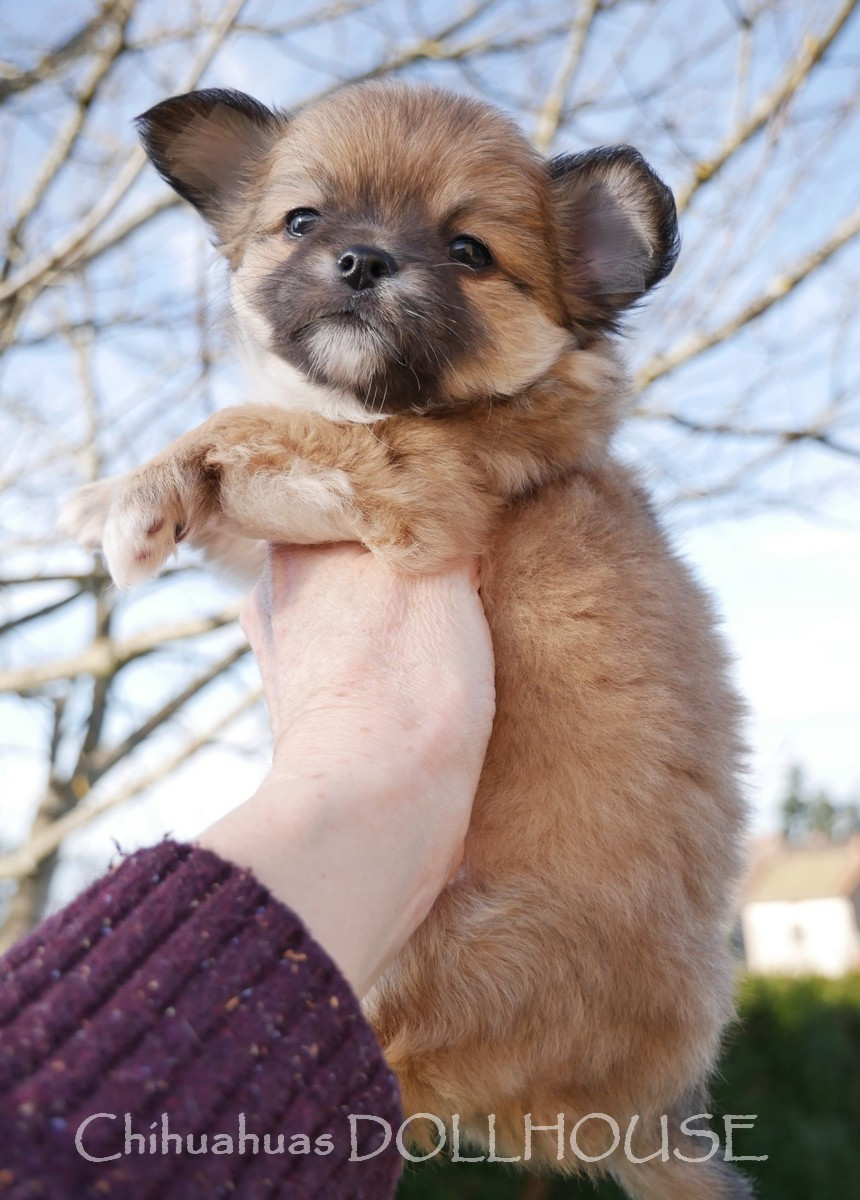 Mâle fauve uni poil long LOF