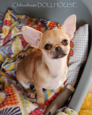 Les chiots de Chihuahua