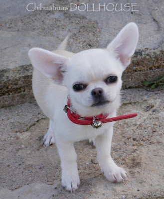 Les chiots de Chihuahua