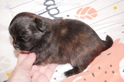 CHIOT 4 - Chihuahua