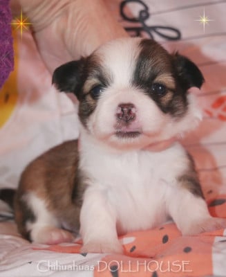 CHIOT 5 - Chihuahua