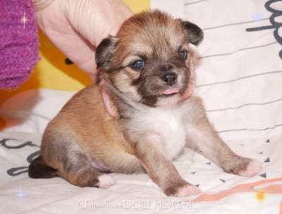 CHIOT 6 - Chihuahua