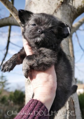 Les chiots de Chihuahua