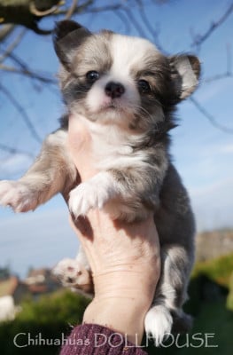 Les chiots de Chihuahua