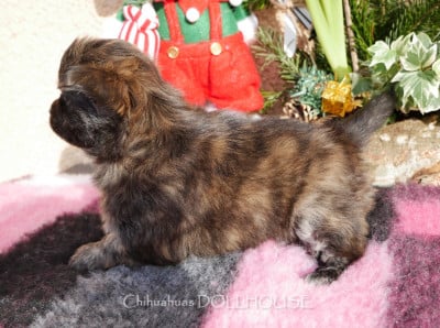 Les chiots de Chihuahua