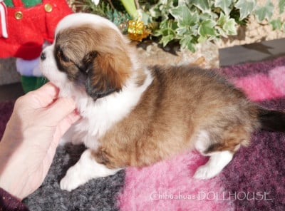 Les chiots de Chihuahua