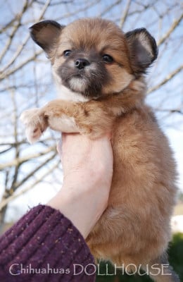 Les chiots de Chihuahua