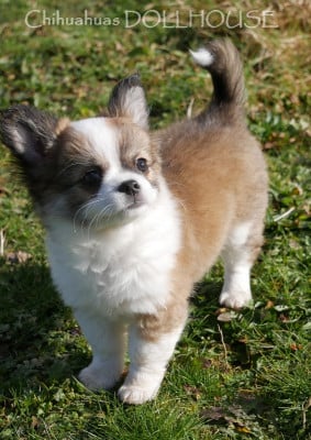 Les chiots de Chihuahua