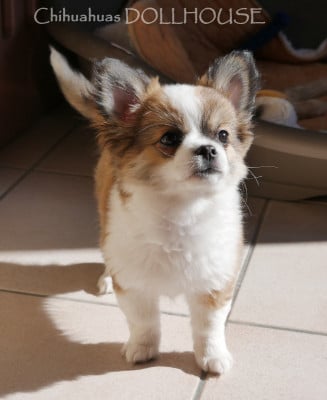 Les chiots de Chihuahua