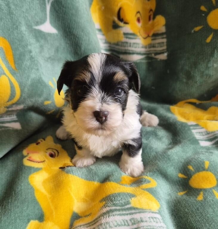 Chiot N°1