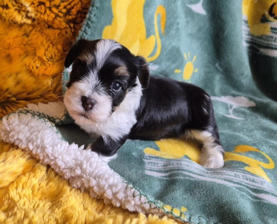 Chiot N°1