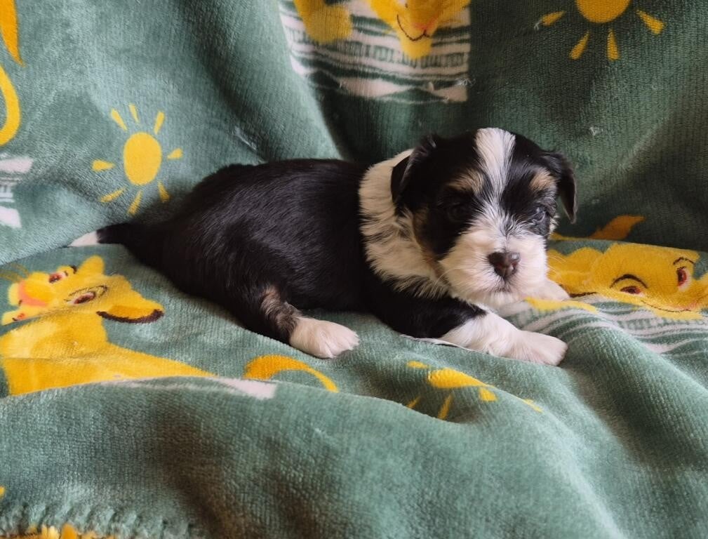 Chiot N°1
