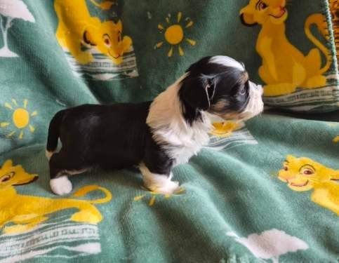 Chiot N°1
