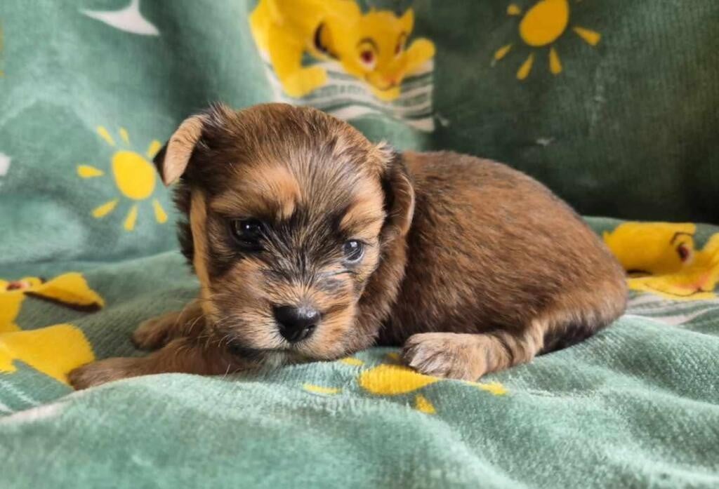 Chiot N°2