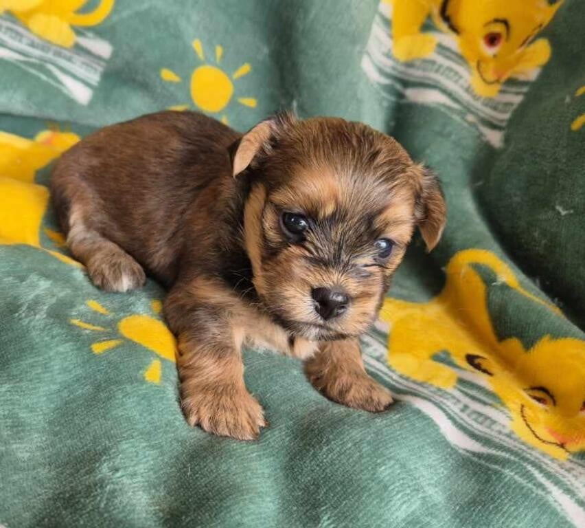Chiot N°2